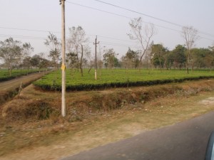 f265701140 Tea plantations