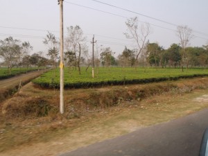 Tea plantations