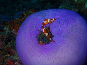 Clown (fish) college Clown (fish) college