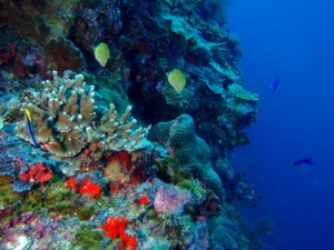 Colourful corals and fish