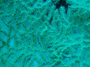 Spotthe Pygmi Seahorse