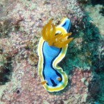 Becoming a Nudi fan