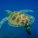 The House Reef turtle