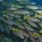 Strange feeling swimming through a school of fish