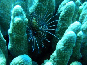 baby Lion Fish