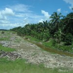 cleared jungle on the left ready to repeat the palm plantation on the right