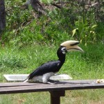 Oriental Pied Hornbill eating bananas