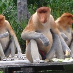 Probiscus Monkeys, with prominent noses and ...