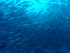 p5170074 Schooling fish