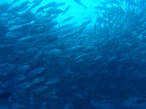 Schooling fish