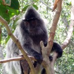 Silvery Gibbons