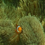 p5280006 I think I have now seen a lifetime supply of clown fish