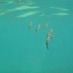 p5280032 Baby Squid out for a swim