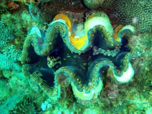 p6070076 Giant Clam