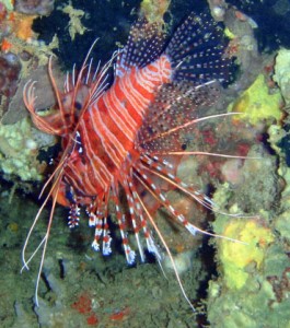 p6070078 Lion Fish