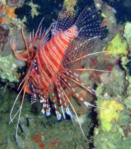 Lion Fish