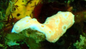 p6080013 More nudis