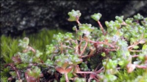 dartmoor Lichens