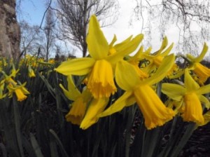 London in the springtime and there is even a glimpse of blue sky.