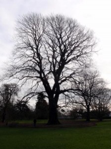 Majestic trees.