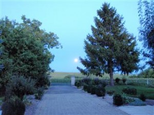 Full moon up the driveway and across the sunflower fields