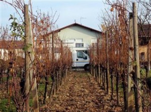 Vinnie amongst the vineyards